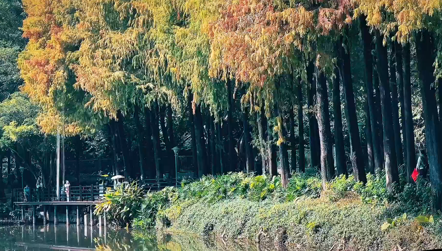 麓湖公园落羽杉渐变色上线,坐等红透惊艳全城