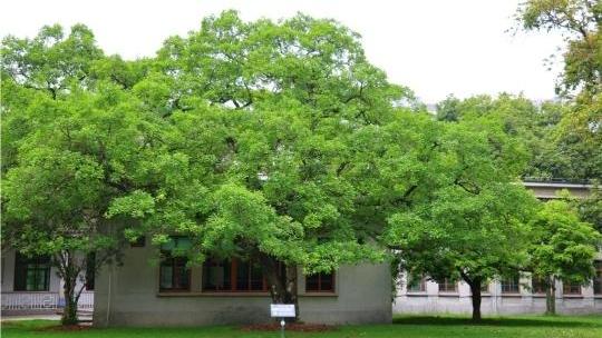 秋冬时节的华南国家植物园，铁冬青进入最佳观赏期