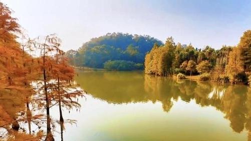 红玉藤广州首秀！与三角梅、落羽杉共绘冬日调色盘