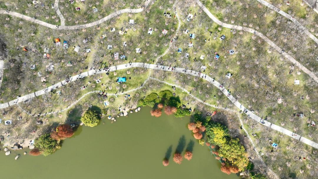 2025年“萝岗香雪”梅花集中开放期预测新鲜出炉