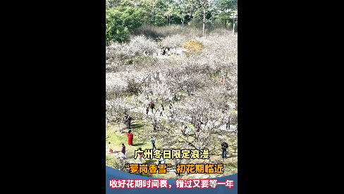 “萝岗香雪”初花期临近