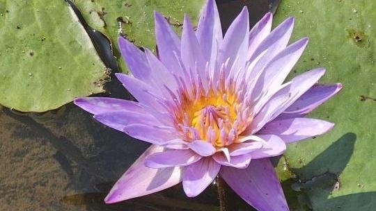 冬日赏莲,好运“莲莲”