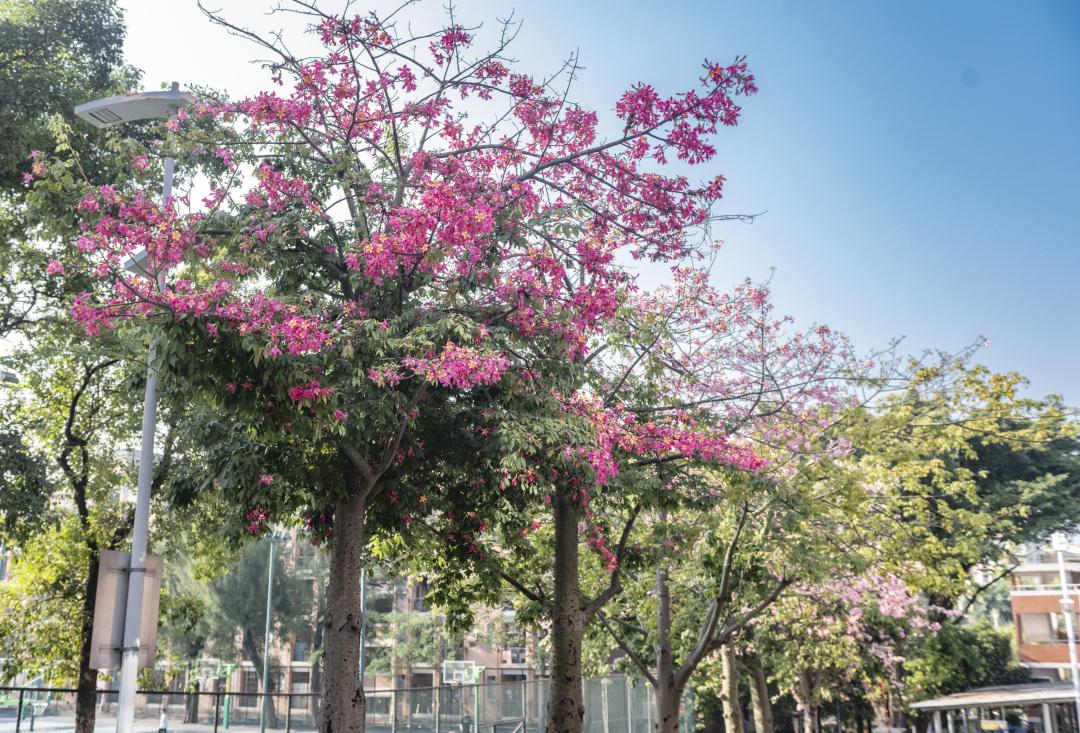 广州各区均已发布寒冷预警，周末天气湿冷注意保暖