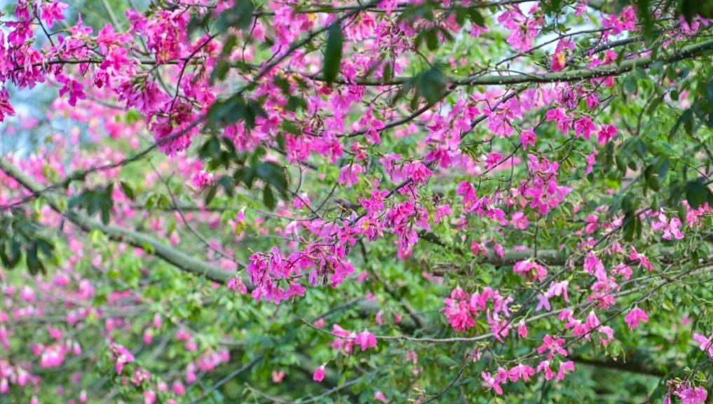 周一最低只有8℃,然后开始回暖