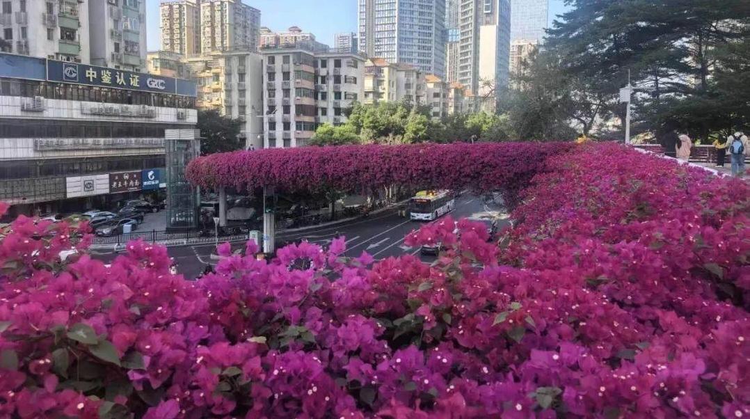 一到冬天,总会找个理由走一趟广州