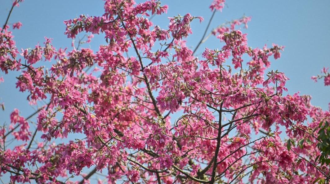 冬至日巧遇冷空气,广州稍微降点温意思一下