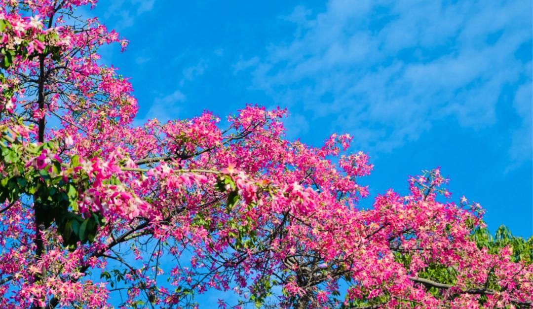 冷空气在冬至到货,广州气温将小幅下降