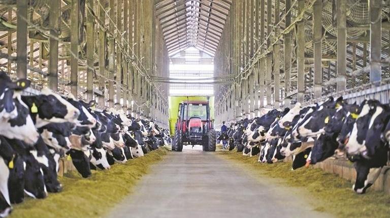 科技周刊 | 奶牛早中晚要上三个“班”