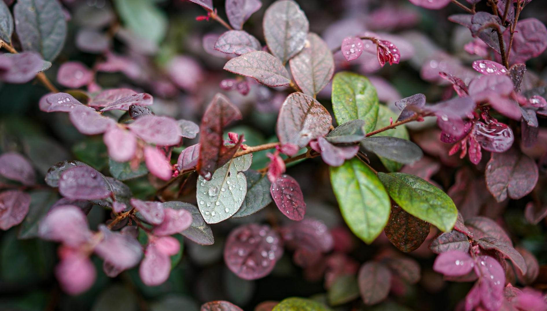 未来三天昼夜温差大，元旦假期将有明显降温