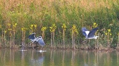南沙南部片区鸟类生境营建区迎来完工后首个候鸟季