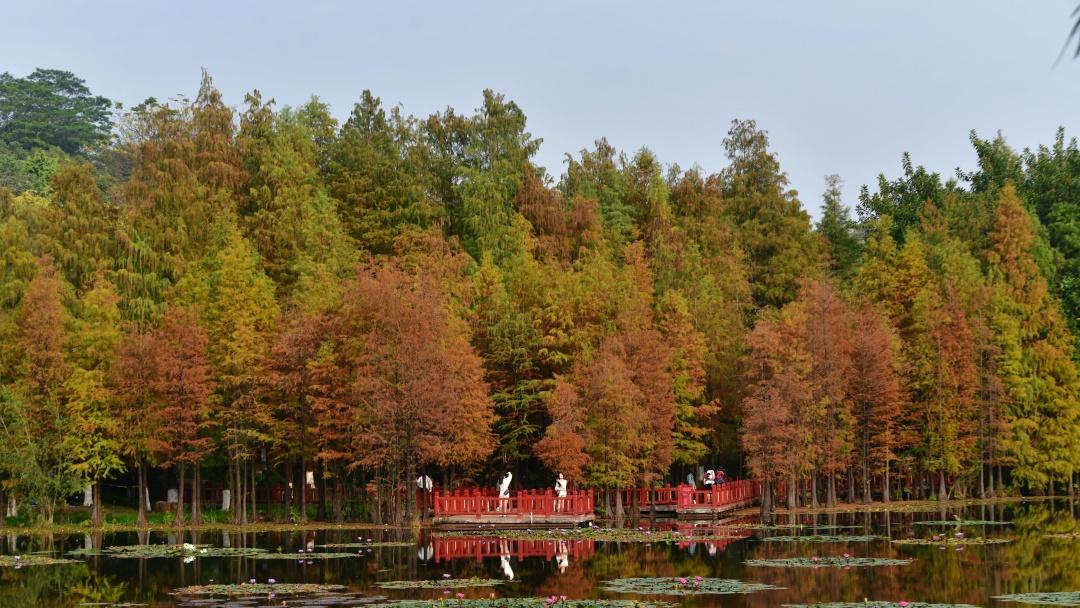 冷空气元旦下午到广州，当晚有明显冷意
