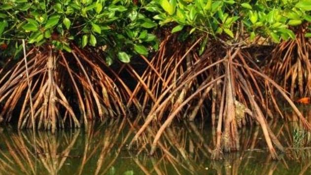 告别无效存储！红树林恢复不仅固碳，更能“锁”碳