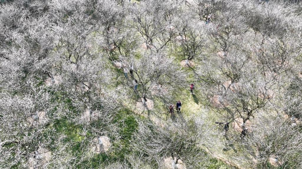 “香雪之约”如期而至，“萝岗香雪”梅花盛放迎客
