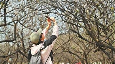 “萝岗香雪”赏梅正当时