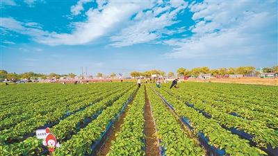 超多品种草莓近期上市 市民趁元旦假期到田间采摘