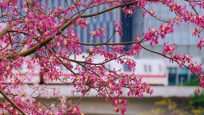 4.8℃低温出现后,广州日间小幅回暖,早晚仍然很冷