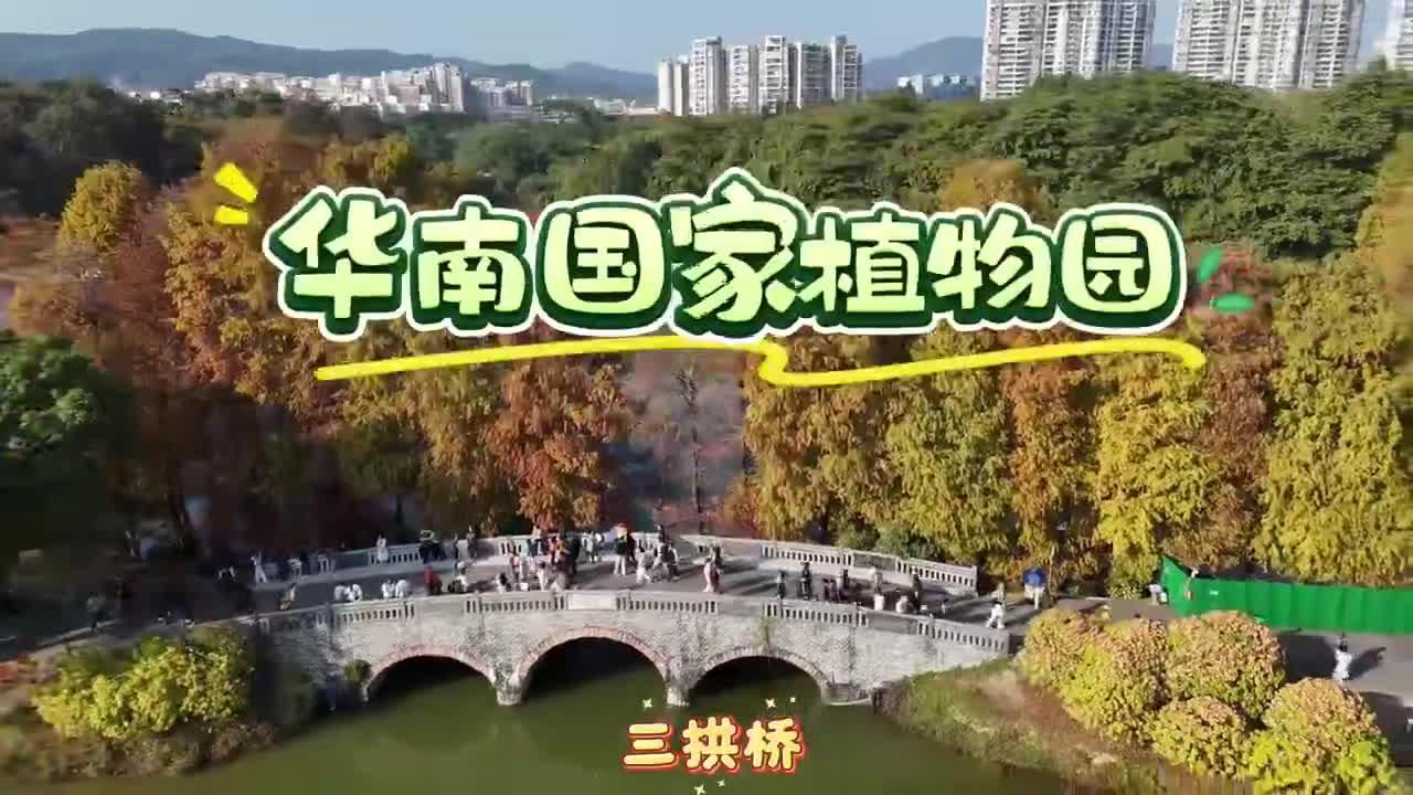 寒潮催红落羽杉！华南国家植物园迎最佳观赏期