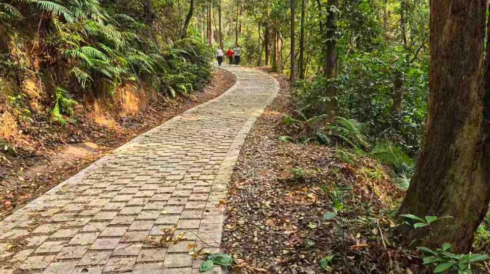 长140公里！白云全龄友好森林步道来啦，贯通绿脊