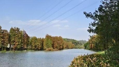 落羽杉染金霞 水岸冬韵入画来！番禺区龙湾涌红了