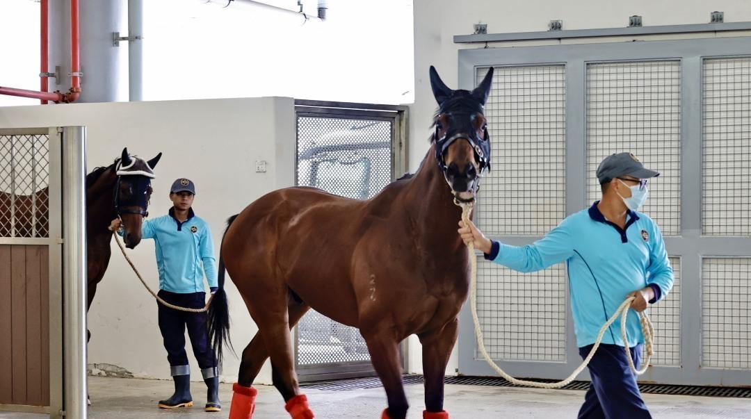 速度赛马赛事10月见！黑科技助力马儿跨境