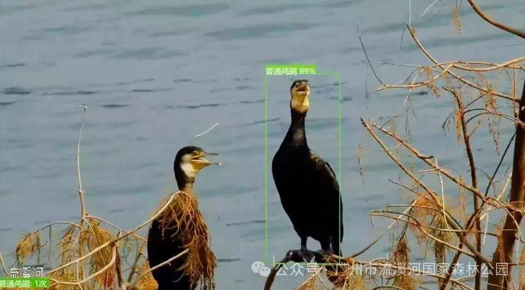 国家保护动物鸬鹚，首次现身从化流溪河