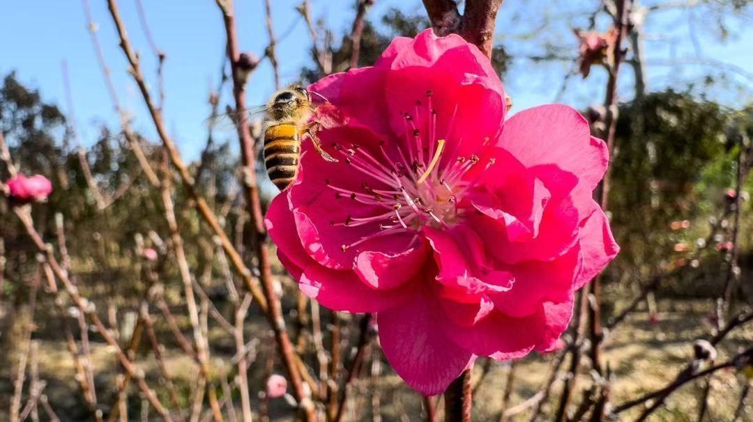 重瓣双托、鲜艳芬芳!20万棵石马靓桃花即将上市