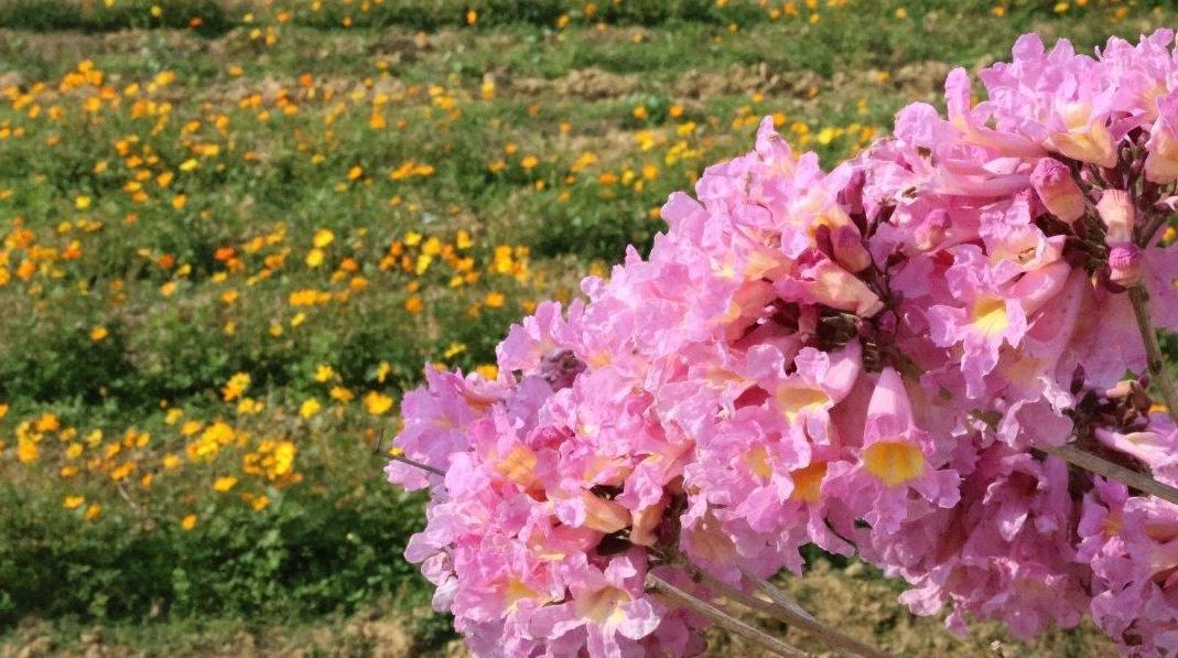 寒冷预警信号纷纷解除，广州未来三天缓慢回暖