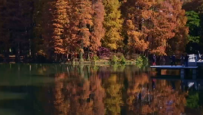 “龙洞琪林”落羽杉集体换装