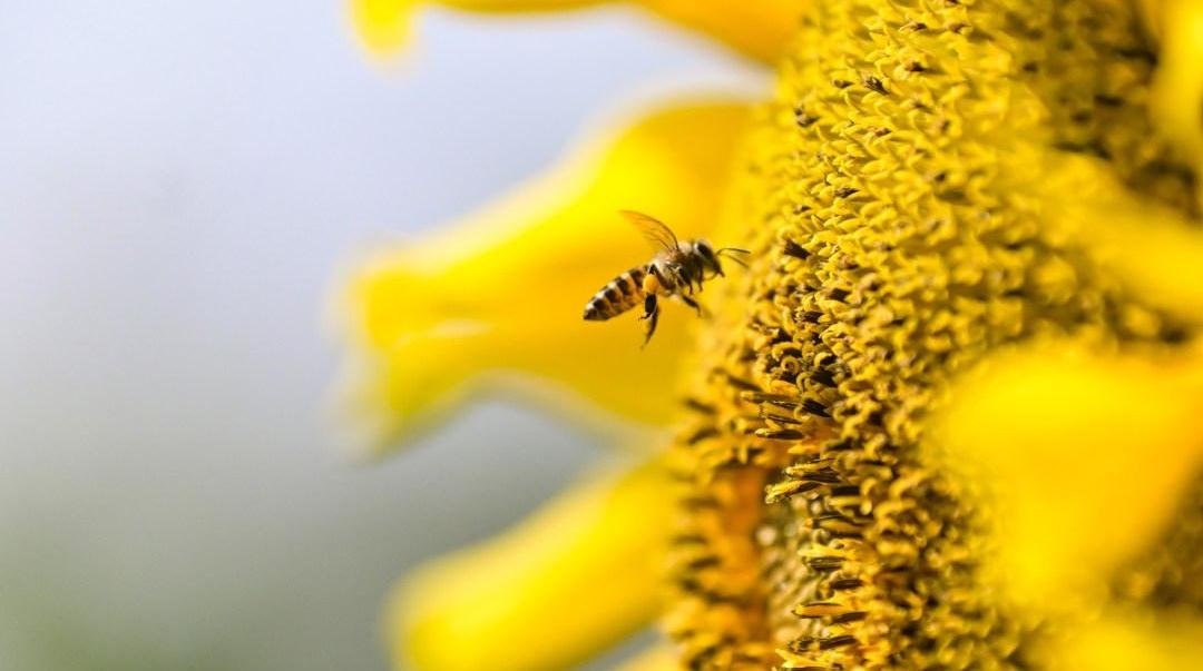 天气有望一路暖到大寒，下周初有新冷空气到广州