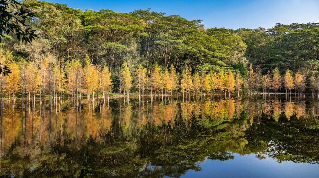 金黄橙红，广州“冬日顶流”落羽杉已上线！快来这些地方打卡