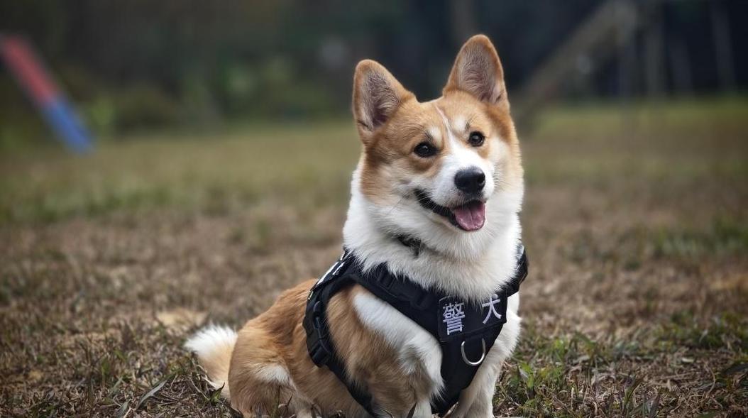 能协助搜爆！广州首只柯基警犬“土豆”萌翻了