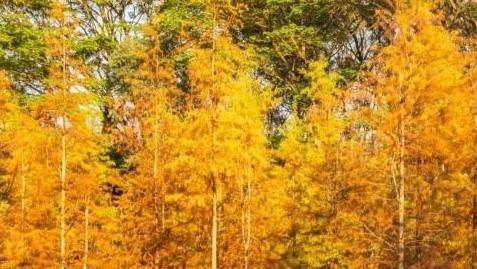 岭南专属浪漫来袭 广州冬天向你寄来一份美丽的花信