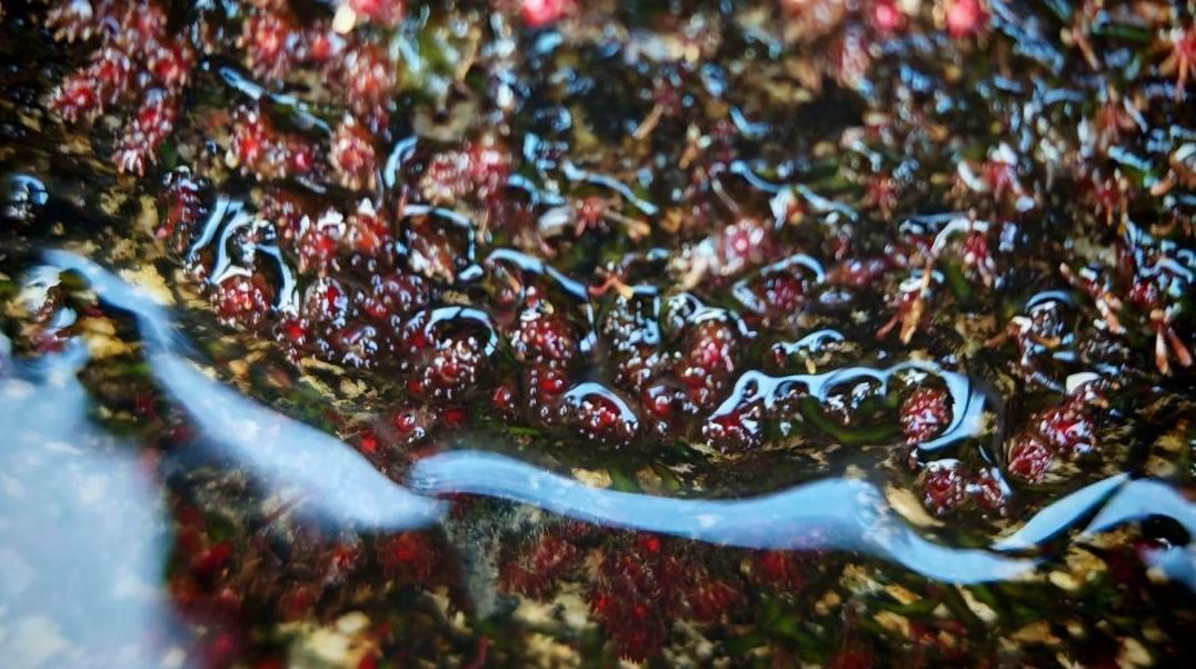 飞瀑草现身流溪河国家森林公园 曾在广州消失60年