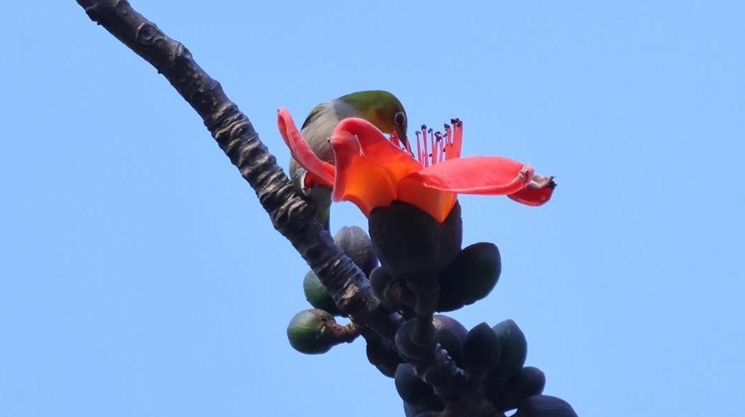 人民公园197岁“木棉明星”抢先绽放