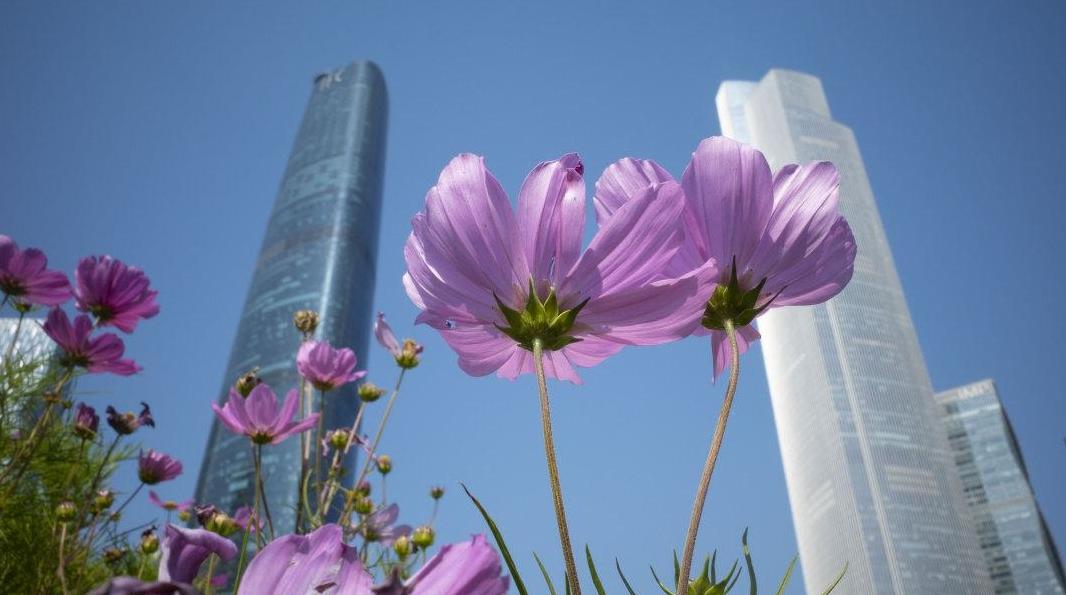 暖如初夏！周末广州最高气温逼近27℃